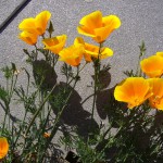 まるで花束のように群がります