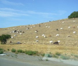 途中ヤギさんが群れている