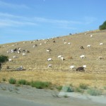 途中ヤギさんが群れている