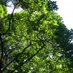 頭の上には自然のキャノピー(天蓋)