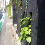 こちらは、あじさいの葉っぱでしょうか