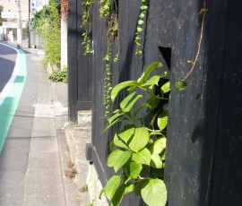 こちらは、あじさいの葉っぱでしょうか