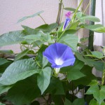 朝顔は夏の風情