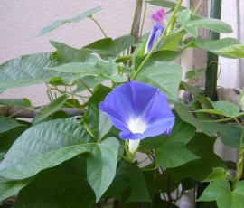 朝顔は夏の風情