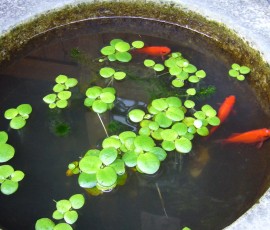 金魚も夏の気分を盛り上げます