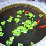 金魚も夏の気分を盛り上げます