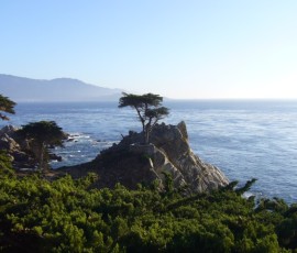 観光名所となっているLone Cypress(一本ヒノキ)