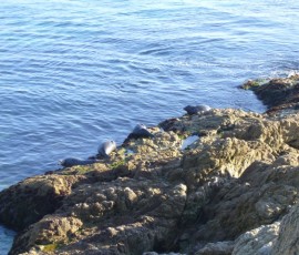 海岸線には、アザラシがいっぱい!