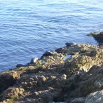 海岸線には、アザラシがいっぱい!