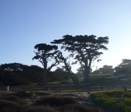 サイプレス(西洋ヒノキ)の古木