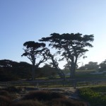 サイプレス(西洋ヒノキ)の古木