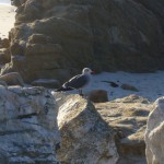 カモメみたいに見えるけど、くしばしが真っ赤!