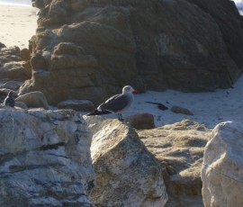 カモメみたいに見えるけど、くしばしが真っ赤!