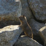 リスちゃんも穴ぐらから出てきて、こんにちは!