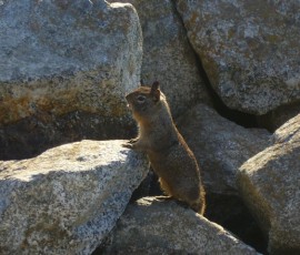 リスちゃんも穴ぐらから出てきて、こんにちは!