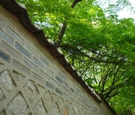 目に染み入るような若葉