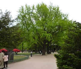 燃えるようなイチョウの新緑