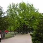 燃えるようなイチョウの新緑