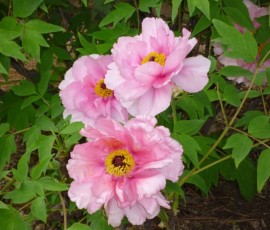 大輪の芍薬(しゃくやく)