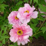 大輪の芍薬(しゃくやく)