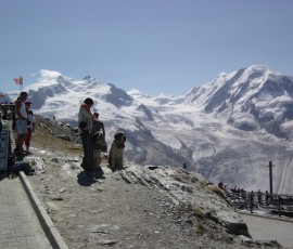 スイス名物のセントバーナード救助犬
