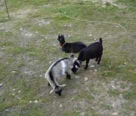 レストランの裏にはヤギさん