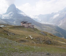 羊さん(?)も放し飼いに