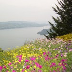 お天気は悪いけれど、鮮やかな花がお出迎え