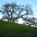 さっそく夕方のお散歩に出かけます