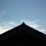 屋根の上に鳥のシルエット
