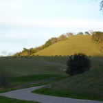 後ろを振り返ると、牛さんたちの放牧