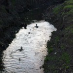 小川には鴨が泳いでいます