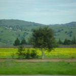 帰り道、もう菜の花が満開です!