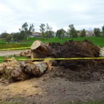 嵐で木々が倒れることも