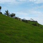 散歩道の丘も緑のじゅうたん