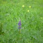 草原にルピナスさん