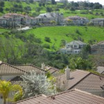 3月になるといっせいに花が咲きます