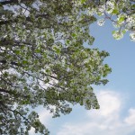 3月中旬、今年は花の盛りが早く過ぎました