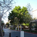 4月になると、サンノゼの緑も一段と輝く