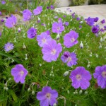 裏庭のスミレ。はかない花と見えて生命力旺盛