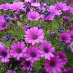 マーガレットも鮮やかな紫