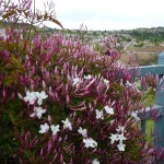 まだ雨季なのに、ジャスミンも花を開かせました