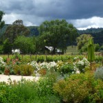 ぶどう畑を望む広い裏庭