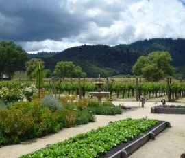 野菜やハーブも栽培