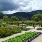 野菜やハーブも栽培