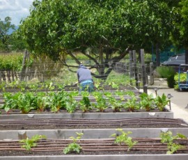 苗を植える係員