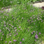 こちらはチャイブ。西洋アサツキです