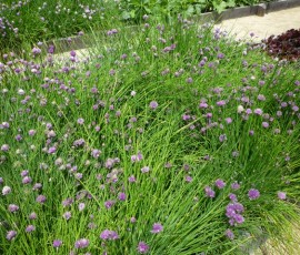 こちらはチャイブ。西洋アサツキです