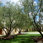 オリーヴの木が中庭に陰を落とす