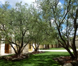 オリーヴの木が中庭に陰を落とす